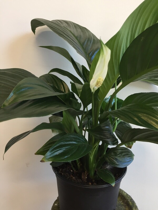 Peace Lily
