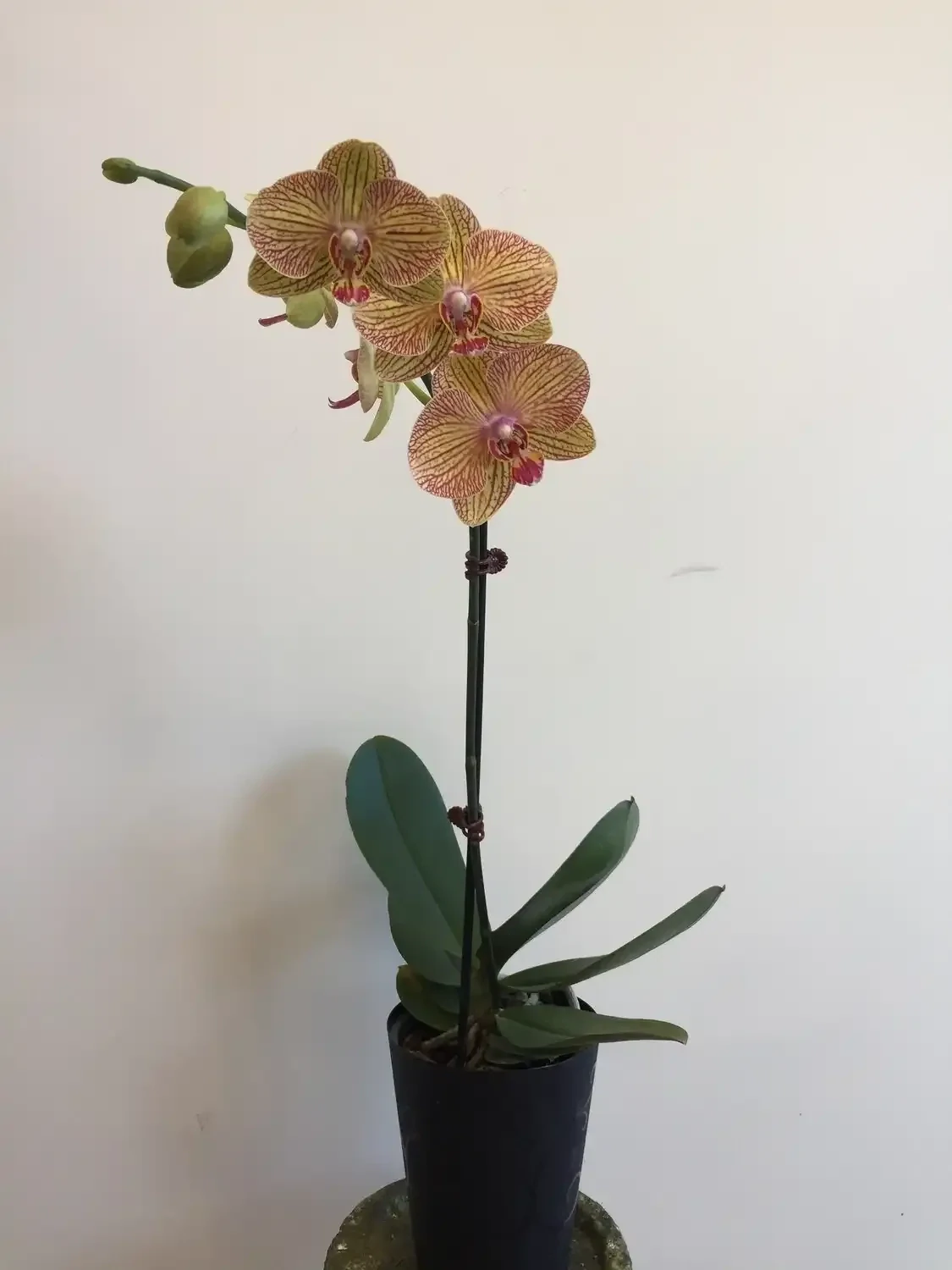 Orchids