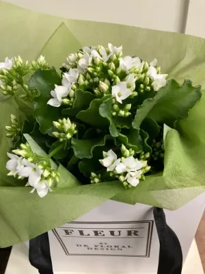 Plant in a Bag