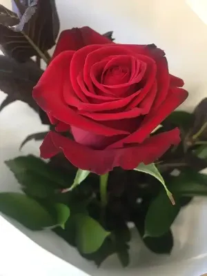 Single Rose