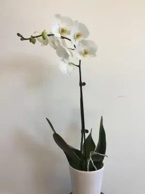 Orchids