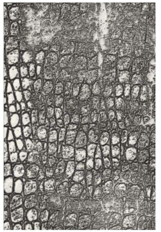 FOLDER DE EMBOSAR 3D REPTIL