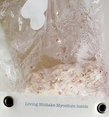 Because Nature Mycelium CO2 Generator - Large