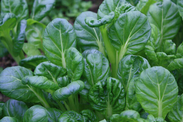 Black Knight Tatsoi