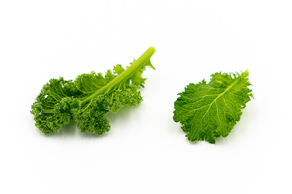 Green Wave Mustard
