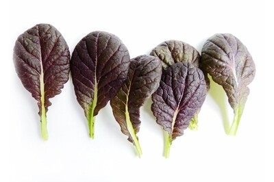 Osaka Purple Mustard