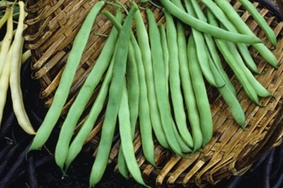 Kentucky Wonder Runner Bean Kentucky Wonder Runner Bean