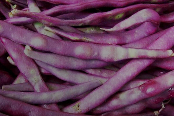 Blue Peter Beans