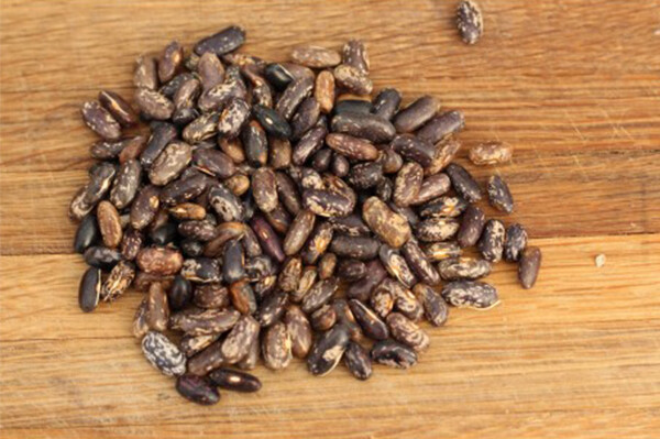 Prestons Bush Beans