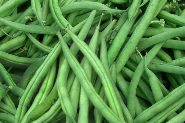 Eliminator Bean