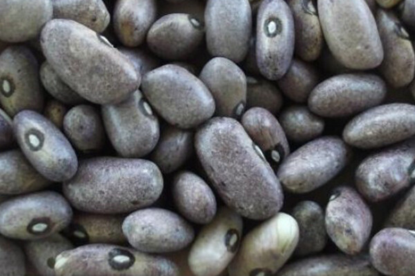 Solwezi Dry Bean