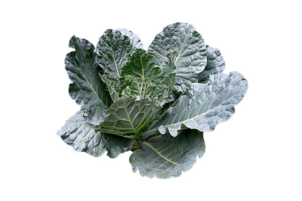 Kale Chou Moellier