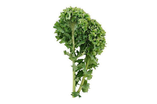 Dwarf Siberian Kale