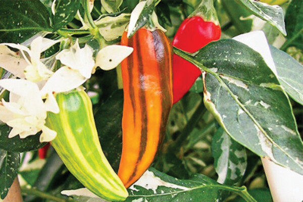 Fish Chilli