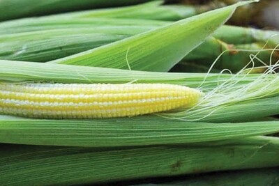 Chires Baby Sweetcorn