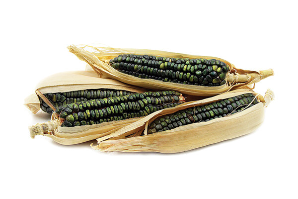 Green Oaxacan