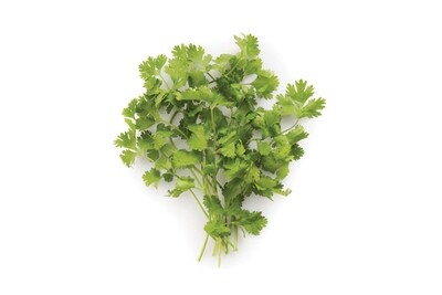 Coriander Cilantro