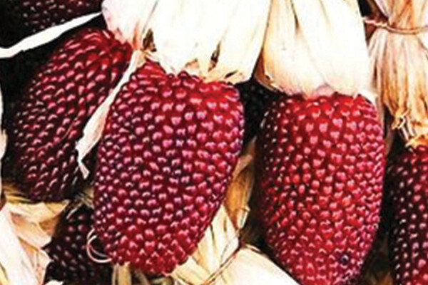 Strawberry Corn