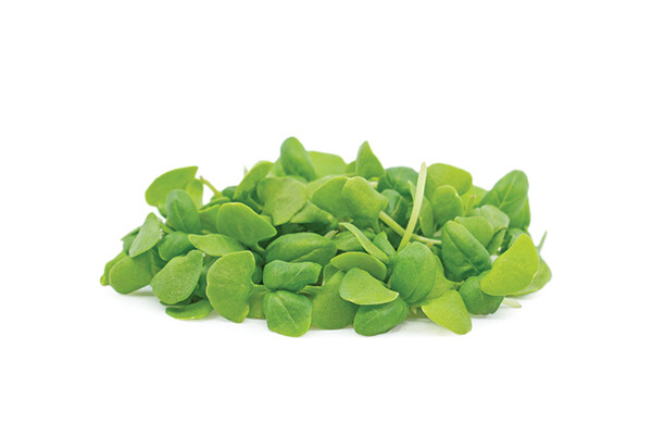 Italian Large Leaved Basil