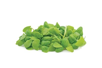 Italian Large Leaved Basil