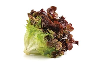 Red Sails Lettuce
