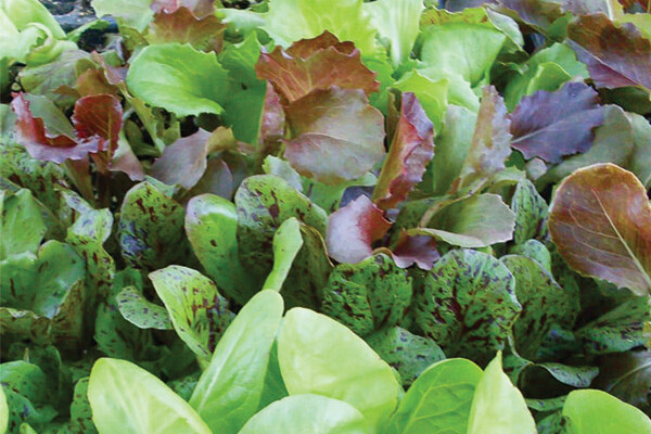 Summer Lettuce Blend