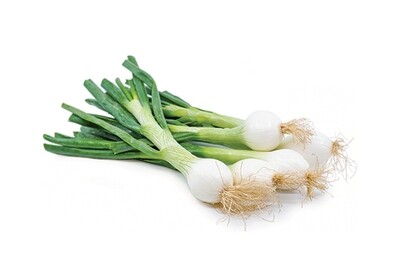 Spring Onion All Year Round Spring Onion All Year Round