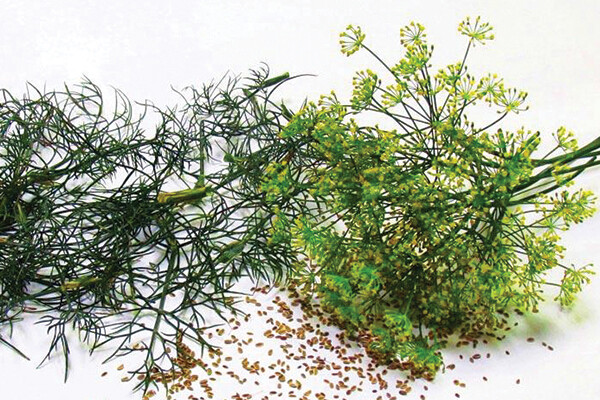 Dill Bouquet