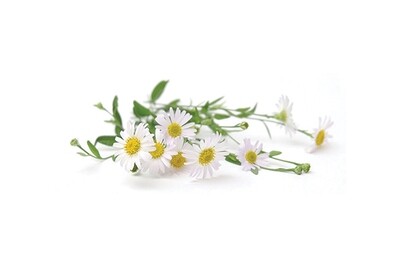 German Chamomile