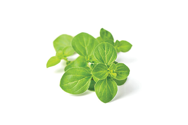 Oregano