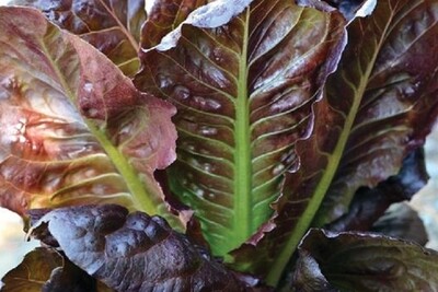 Silvia Lettuce