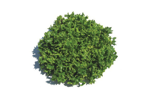 Tango Lettuce Tango Lettuce