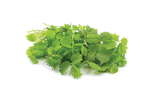 Salad Burnet
