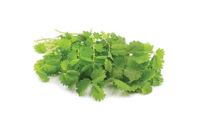 Salad Burnet