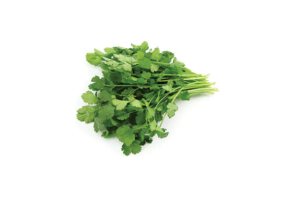 Santo Slow Bolt Coriander