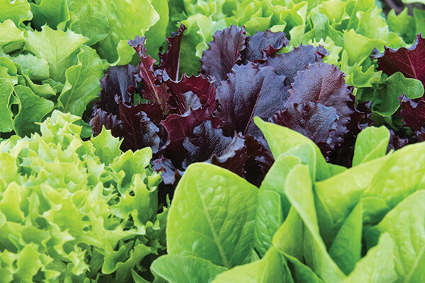 Ultimate Head Lettuce
