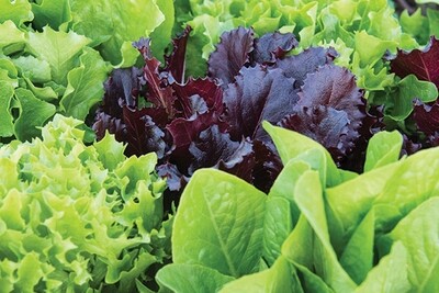 Ultimate Head Lettuce