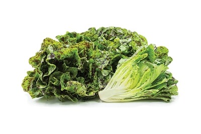 Freckles Lettuce