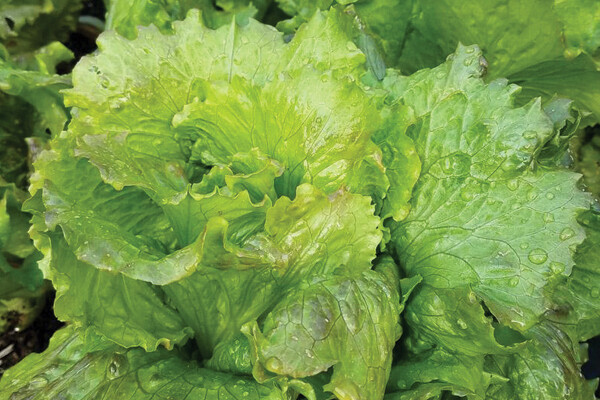 Michelle Lettuce