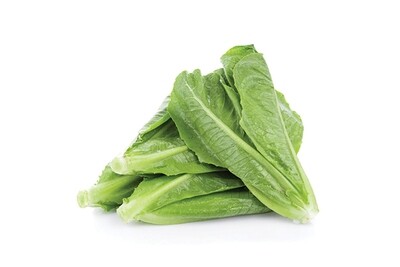 Parris Island Lettuce