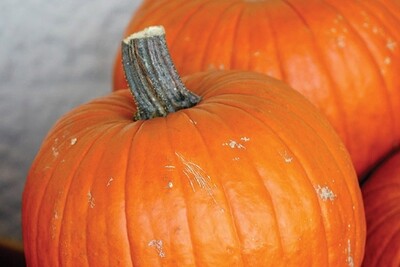 Connecticut Field Pumpkin