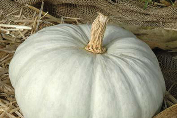 Wit Boer Pumpkin