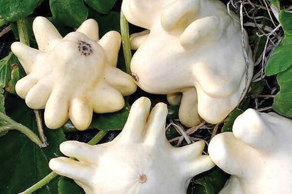 Yugoslavian Finger Fruit