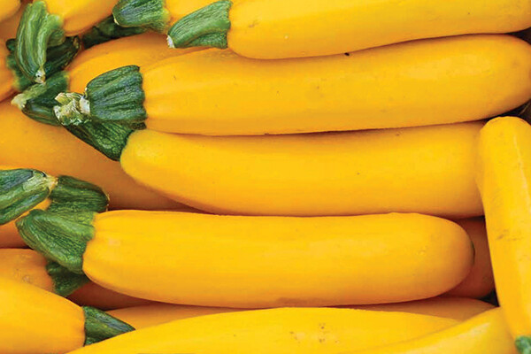 Golden Zucchini