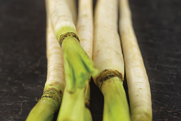 Lunar White Carrot