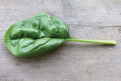 Giant Noble Spinach