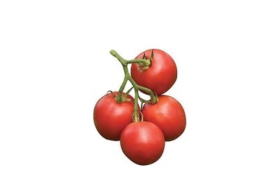 Riesentrauble Tomato