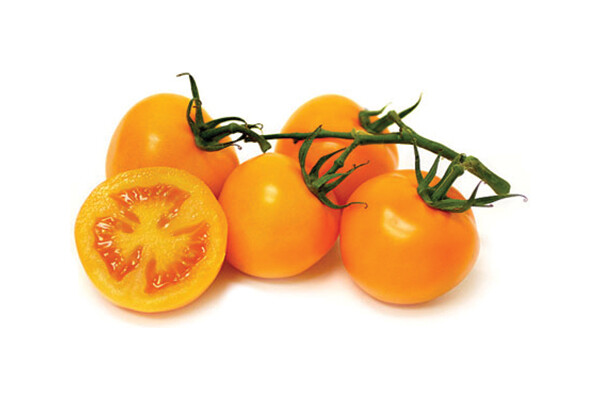 Orange Favorite