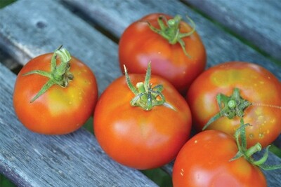 Silvery Fir Tree(D) Tomato