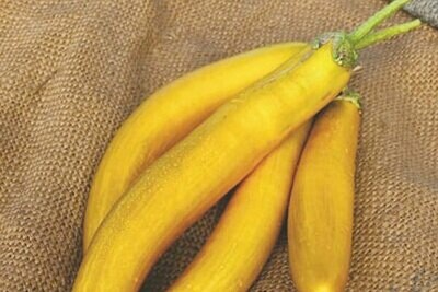 Amarillo Lunga Brinjal
